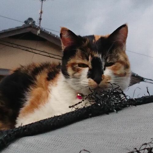 ねことり😹🐧NTR　人の女を寝取り隊　